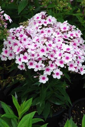 Phlox, Pan Flame White/Red Eye #1 Container