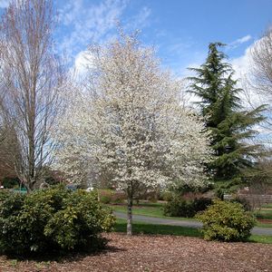 Serviceberry, Spring Flurry #10 Container
