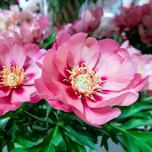 Paeonia, Itoh Old Rose Dandy #5 Container