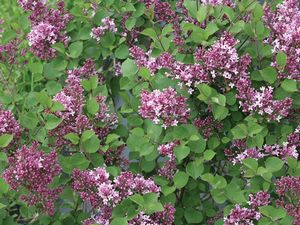 Lilac, Bloomerang Dwarf Purple #3 Container