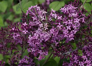Lilac, Bloomerang Dark Purple Tree 30 IN Head