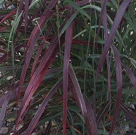 Grass, Panicum Ruby Ribbons™ #1 Container