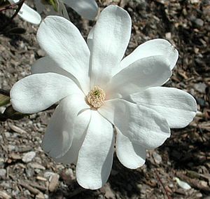 Magnolia, Merrill Clump 6' B&B