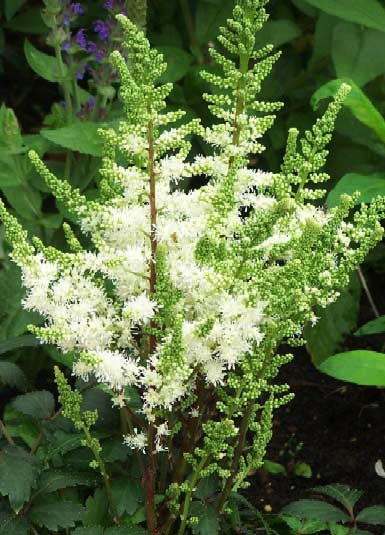 Astilbe, Younique White #1 Container