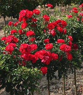 ROSE TREE FLWR CRPT SCAR #5 C