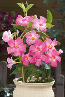 Mandevilla, Sun Parasol® Giant Pink Staked 12" Container