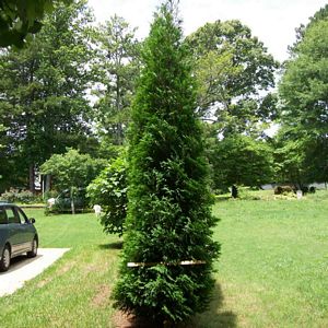 Arborvitae, Full Speed A Hedge American Pillar 6' B&B