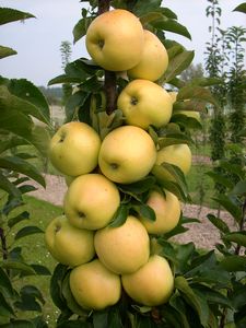 Apple, Fruit Snacks Golden Treat #10 Container