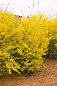 Forsythia, Lynwood Gold #2 Container