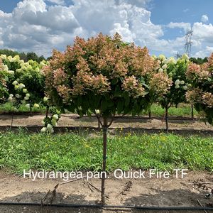 Hydrangea, Quick Fire Tree 30 IN Head