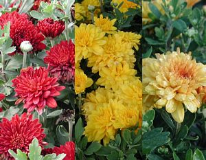 Chrysanthemum, Tri-color Patio Pot 10" Container