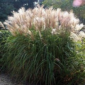 Grass, Miscanthus Graziella #3 Container