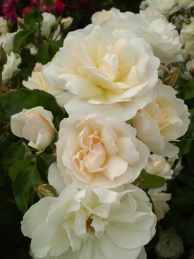 Shrub Rose, Champagne Wishes #2 Container