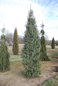 Spruce, Cupressina 6' B&B