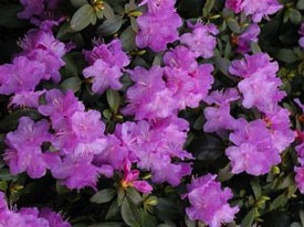 Rhododendron, PJM Elite #2 Container