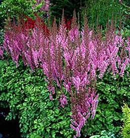 Astilbe, Pumila #1 Container