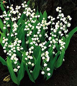 Convallaria, Lily Of The Valley 4" Container