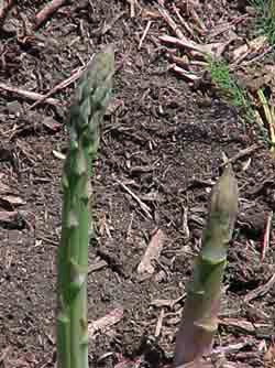 Asparagus, Jersey Knight #1 Container