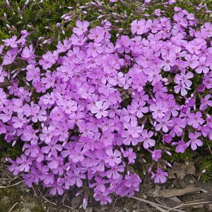 Phlox, Sub Emerald Pink #1 Container