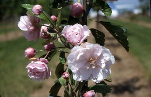 Crabapple, Prairie Rose #15 Container