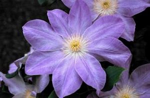 Clematis, Diana's Delight #1 Container