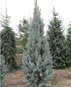 Spruce, Colorado Blue Upright 5' B&B