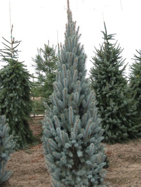 Spruce, Colorado Blue Upright 6' B&B