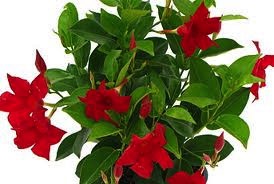 Dipladenia, Red Hanging Basket 10" Container