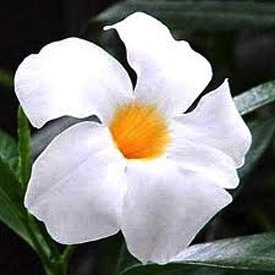 Mandevilla, Sun Parasol® Giant White Staked 12" Container