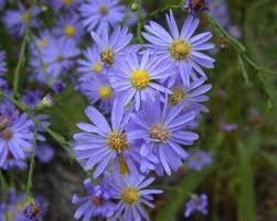 Aster laevis 4" Container