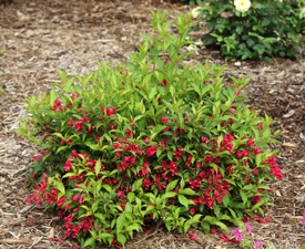 Weigela, Sonic Bloom Red #2 Container