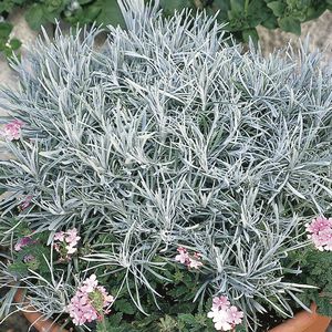 HELICHRYSUM ICICLES 4 IN