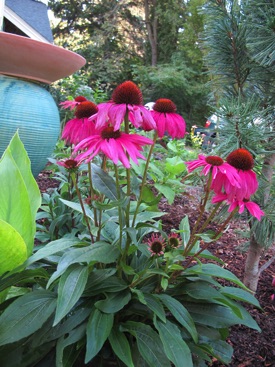Echinacea, Purple Emperor #1 Container