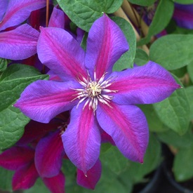 Clematis, Mrs. Nellie Thompson #1 Container