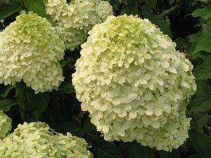 Hydrangea, Limelight Tree #25 Container