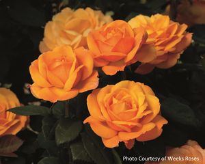 Rose, Good As Gold #2 Container