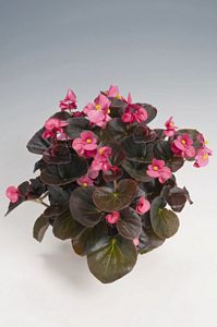 Begonia, Cocktail® Tequila Flat of 48
