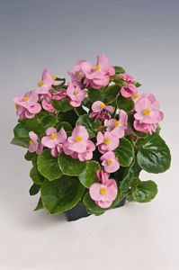 Begonia, Super Olympia® Pink Flat of 48
