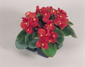 Begonia, Super Olympia® Red Flat of 48