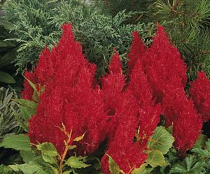 Celosia, Fresh Look Red Flat of 48