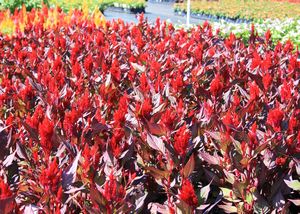 Celosia, New Look Red Flat of 48