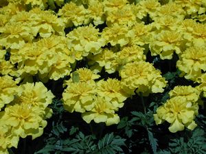 Marigold, Bonanza Yellow Flat of 48