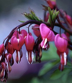 Dicentra, Bleeding Heart Pink #1 Container