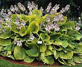 Hosta, Sum and Substance #1 Container