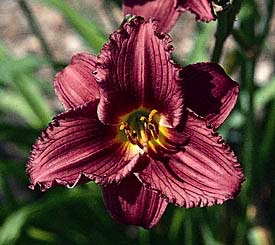Hemerocallis, Little Grapette #1 Container