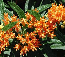 Asclepias, Butterfly Flower #1 Container