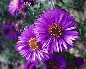 Aster, Purple Dome #1 Container