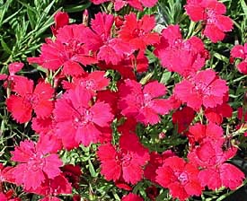 Dianthus, Zing Rose #1 Container