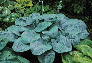 Hosta, Humpback Whale #1 Container