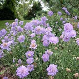 Scabiosa, Butterfly Blue #1 Container